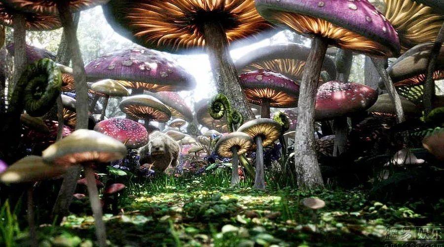 巴西ICUMSA 45糖：以创纪录的产量和质量主导全球市场
